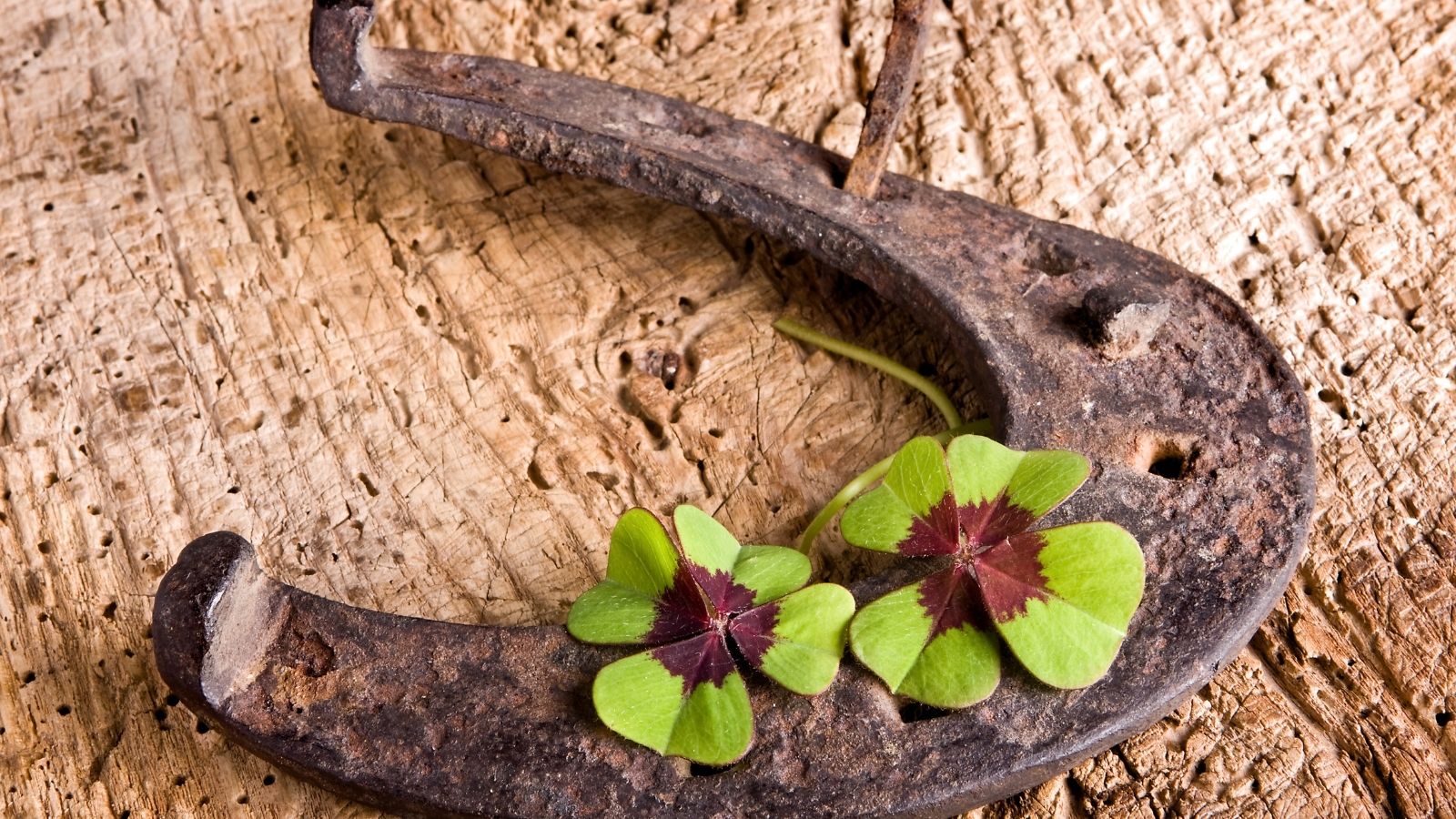 chance fer à cheval